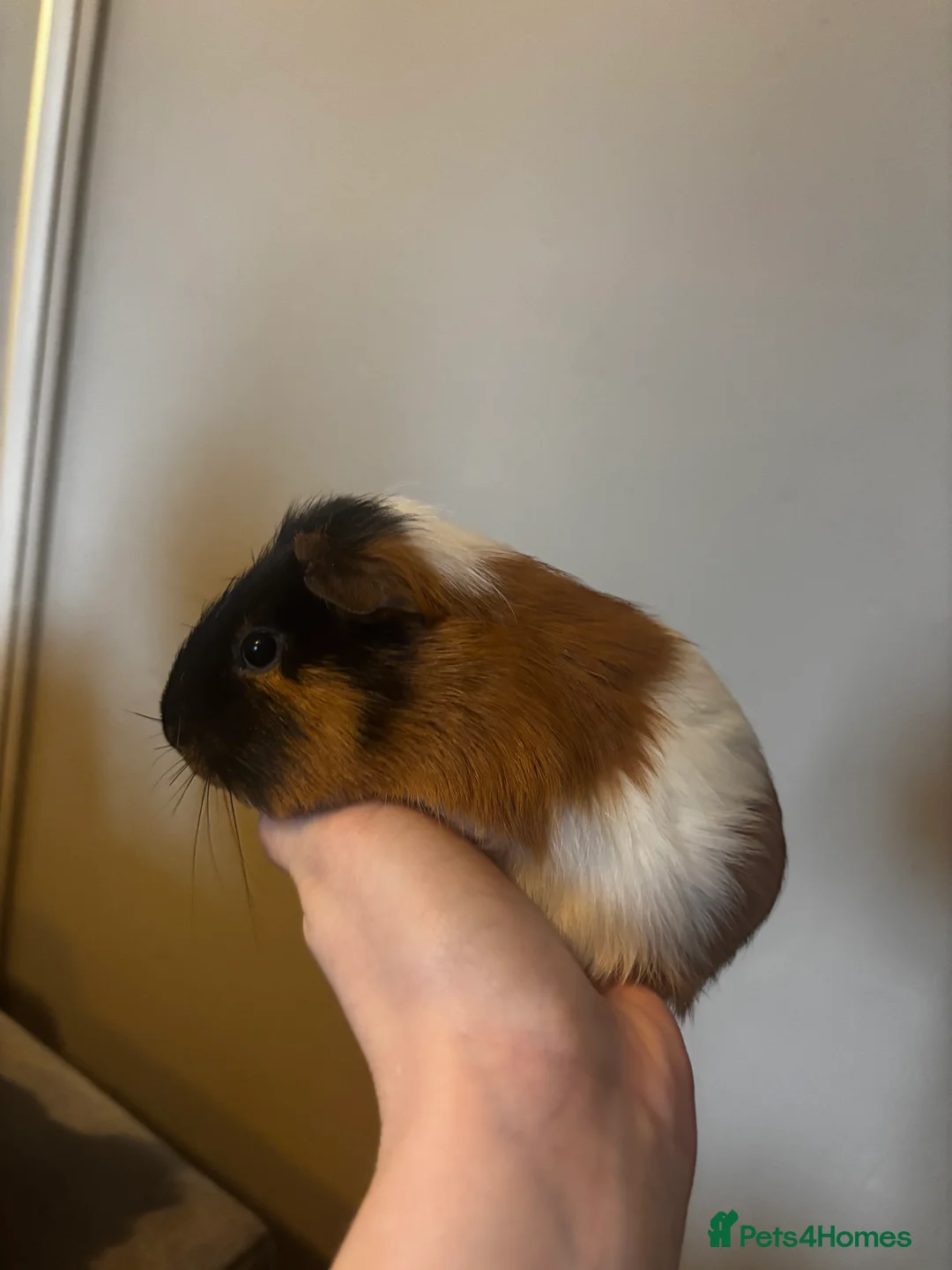 Guinea Pig rodents for sale: Male guinea pig  - Advert 4
