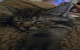 Mixed Breed cats for sale: The Fab Four - Advert 34