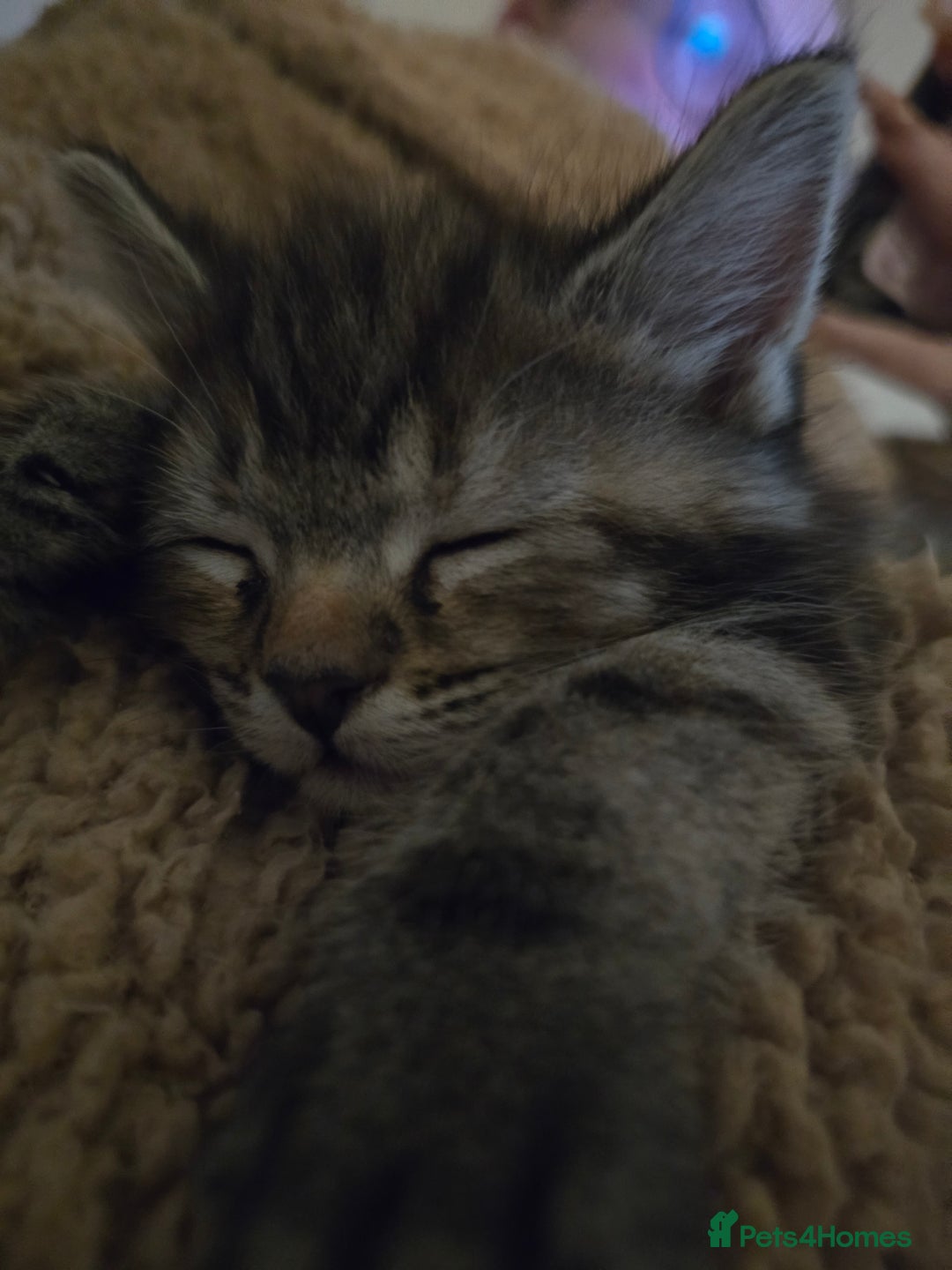 Mixed Breed cats for sale: The Fab Four - Advert 34