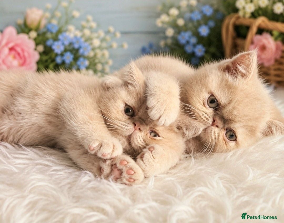 Exotic cats  💙 Chunky Gccf registered boys 💙 - Advert 8