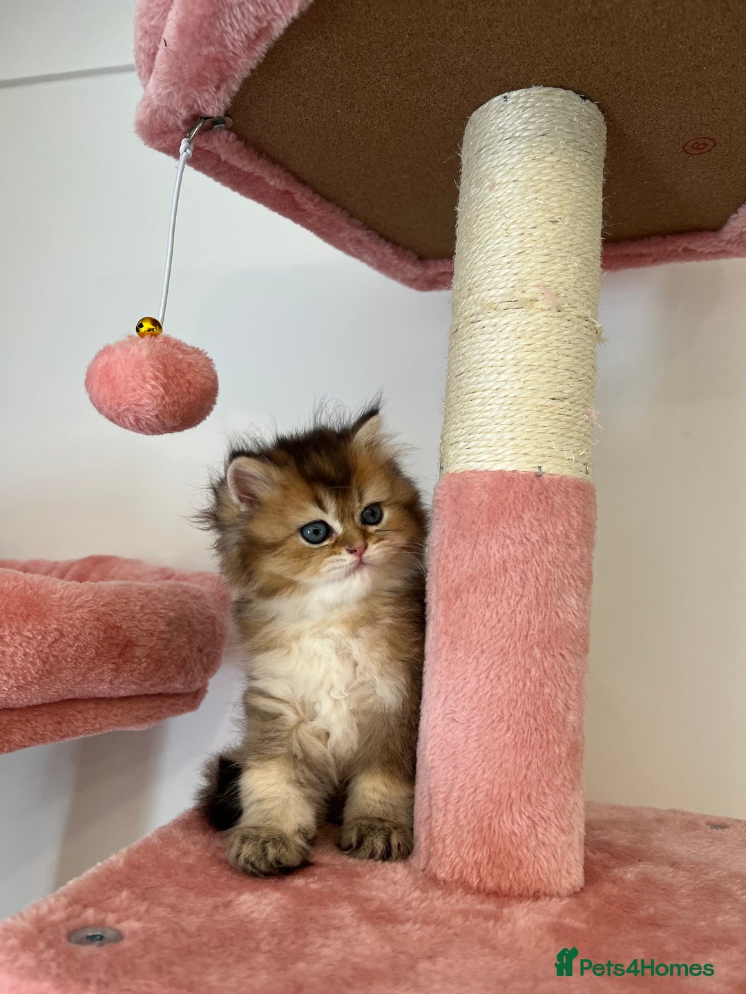 British Longhair cats for sale: Looking for a new family!!!!  - Image 4