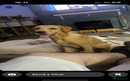 Labrador Retriever dogs for stud: Lab x wire hair pointer at stud  - Image 10