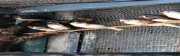 Finches birds for sale: MIXED FINCHES  in Coalville - Advert 5