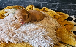 Mixed Breed dogs for sale: Cockerpoo puppys mini - Image 13
