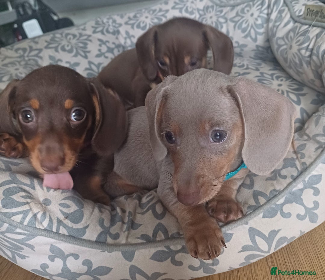 Miniature Dachshund dogs for sale: Mini dachshund  - Image 11
