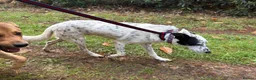 Mixed Breed dogs for adoption: Jessie - Norwich Norfolk  in Norwich - Advert 3
