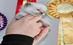 Ragdoll cats for sale: 💎 OUTSTANDING QUALITY MINK ragdoll kittens 💎 - Image 13