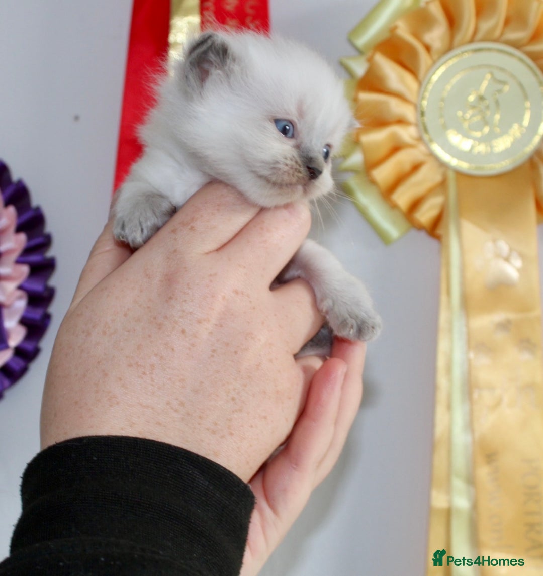Ragdoll cats for sale: 💎 OUTSTANDING QUALITY MINK ragdoll kittens 💎 - Image 13