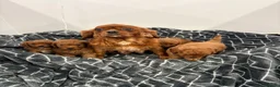 Cavapoo dogs for sale: F1 Cavapoo babies  - Advert 7