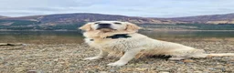 Golden Retriever dogs for sale: Golden Retriever - Advert 3