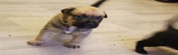 Mixed Breed dogs for sale: Bull herders  - Advert 18