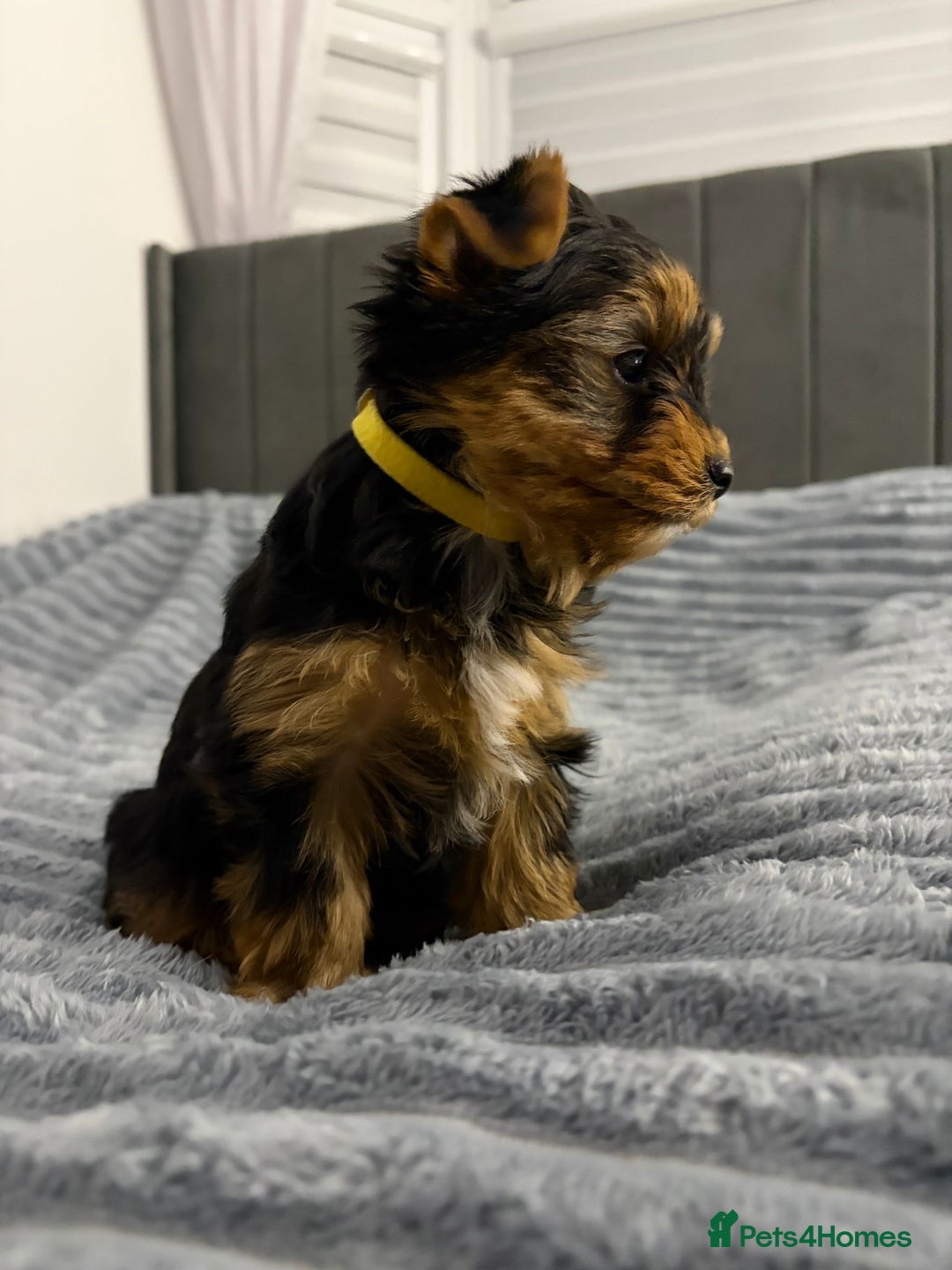 Yorkshire Terrier dogs for sale: Beautiful Yorkshire terrier Boys ready now 😻 - Advert 12