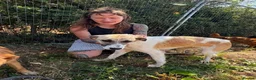 Mixed Breed dogs for adoption: Happy - Norwich Norfolk  - Advert 8