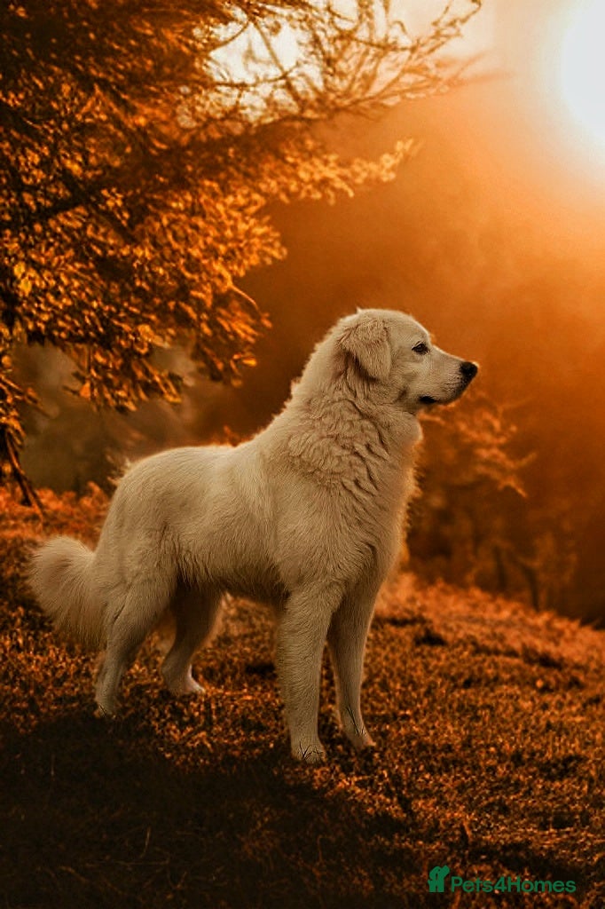 Pyrenean Mountain Dog dogs Polish tatra mountain sheepdog - Advert 11