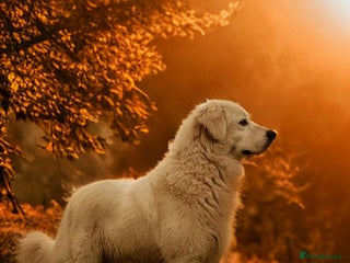 Pyrenean Mountain Dog dogs for sale - Advert 1