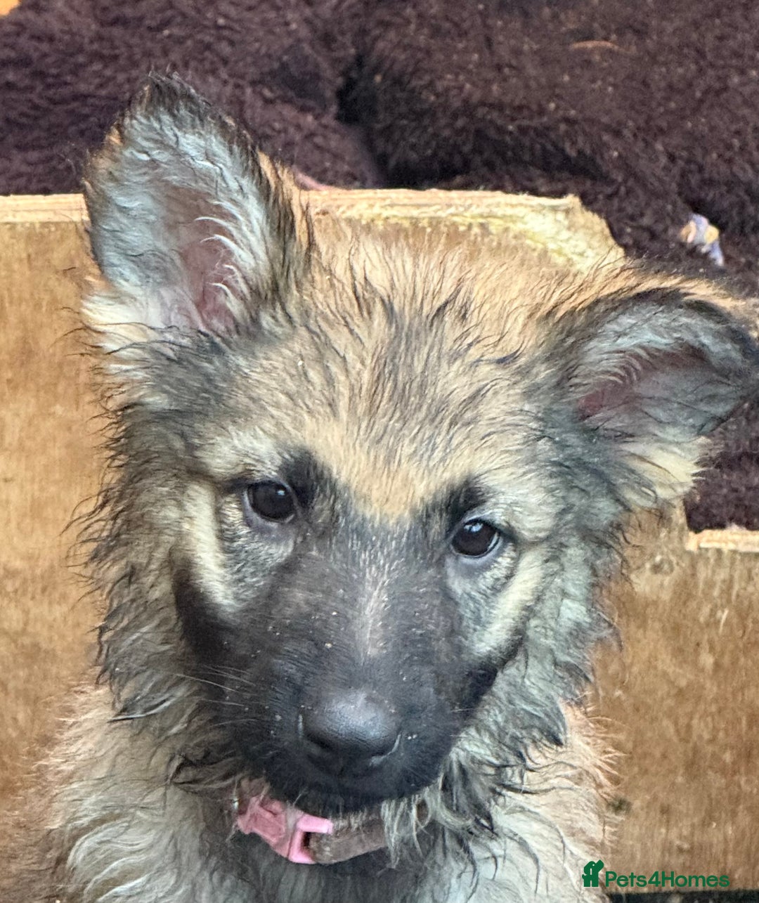 German Shepherd dogs for sale: German shepherd pups - Advert 11