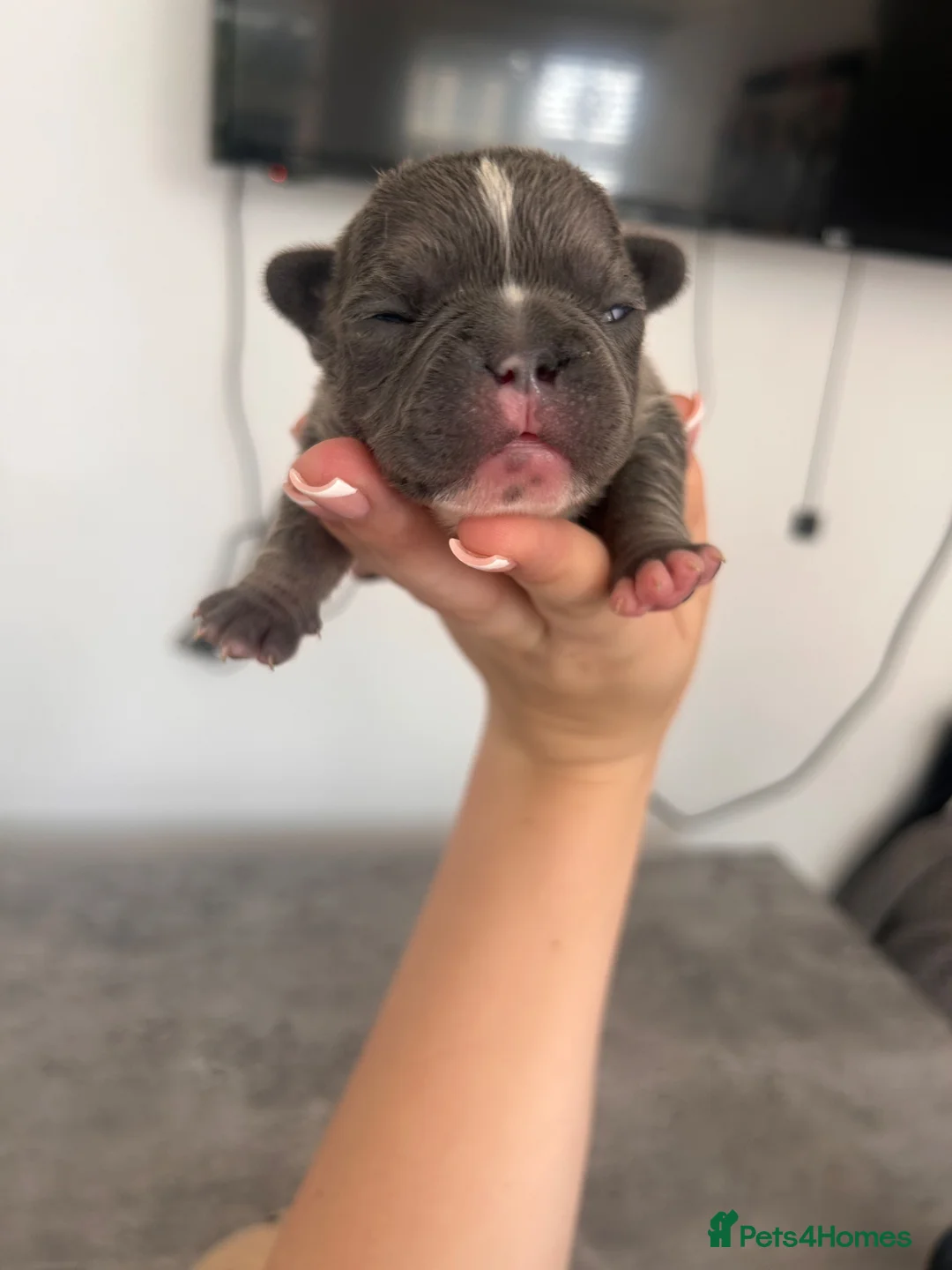 French Bulldog dogs for sale: KC REGISTERED FRENCH BULLDOG PUPPIES  - Advert 2