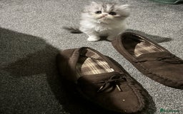 Persian cats for sale: Persian chinchilla kitten  - Image 21