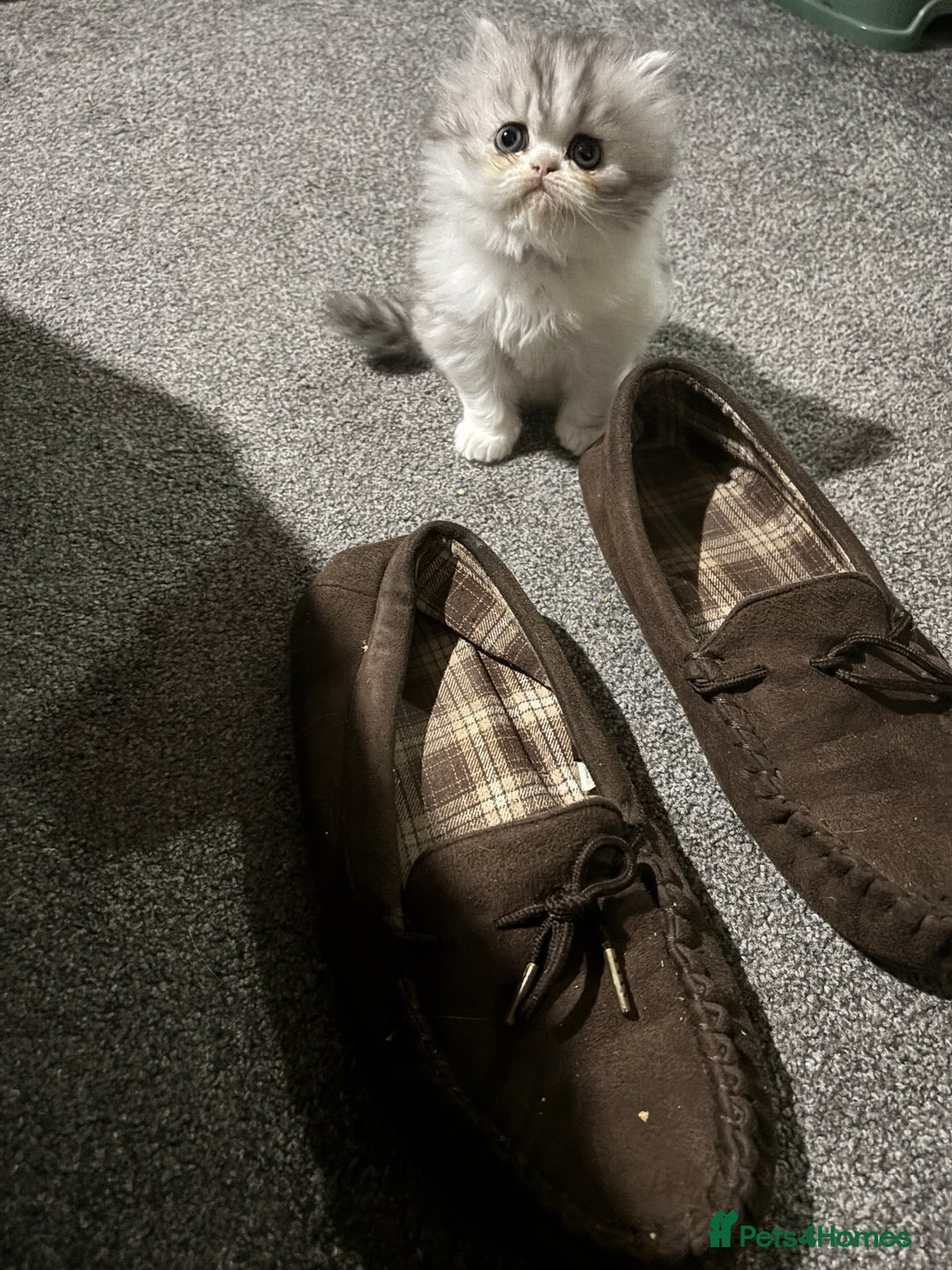 Persian cats for sale: Persian chinchilla kitten  - Image 21