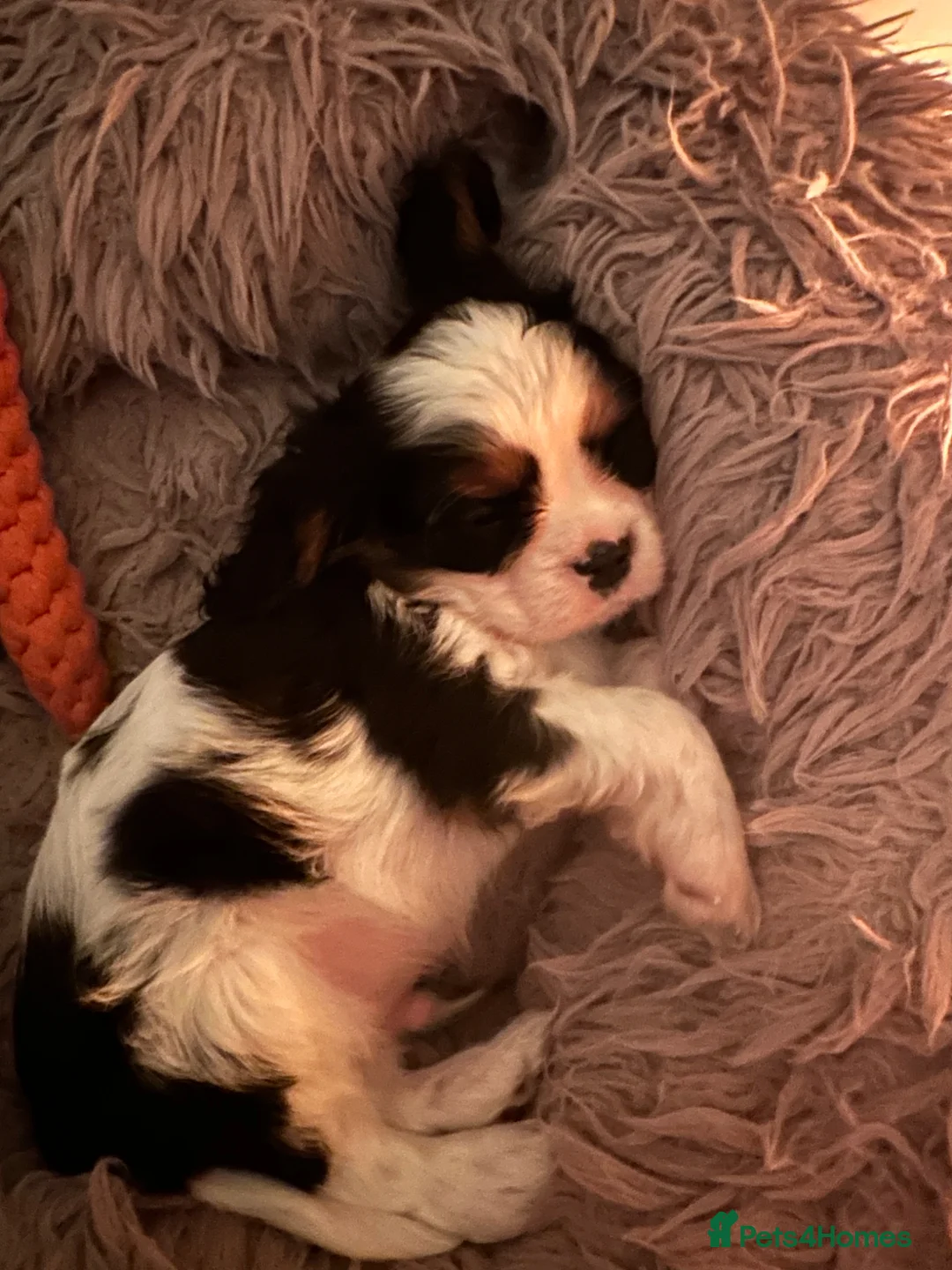Cavalier King Charles Spaniel dogs for sale: Pure breed cavalier King Charles puppies - Advert 2