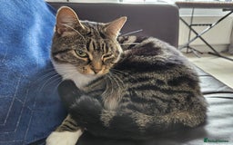 British Shorthair cats for sale: Re-home 4 years old tabby cat - Image 1