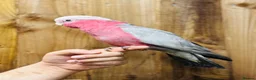 Cockatoo birds for sale: Galah cockatoo  - Advert 6
