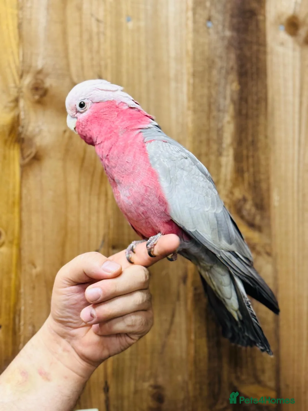 Cockatoo birds for sale: Galah cockatoo  - Advert 6