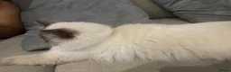 Ragdoll cats for sale: Beautiful 1-Year-Old Ragdoll Cat Looking for home. - Advert 2