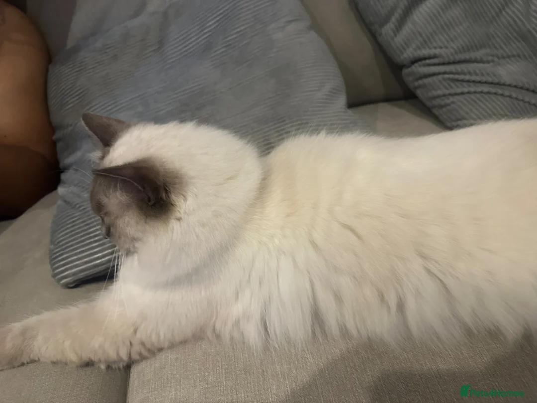 Ragdoll cats for sale: Beautiful 1-Year-Old Ragdoll Cat Looking for home. - Advert 2