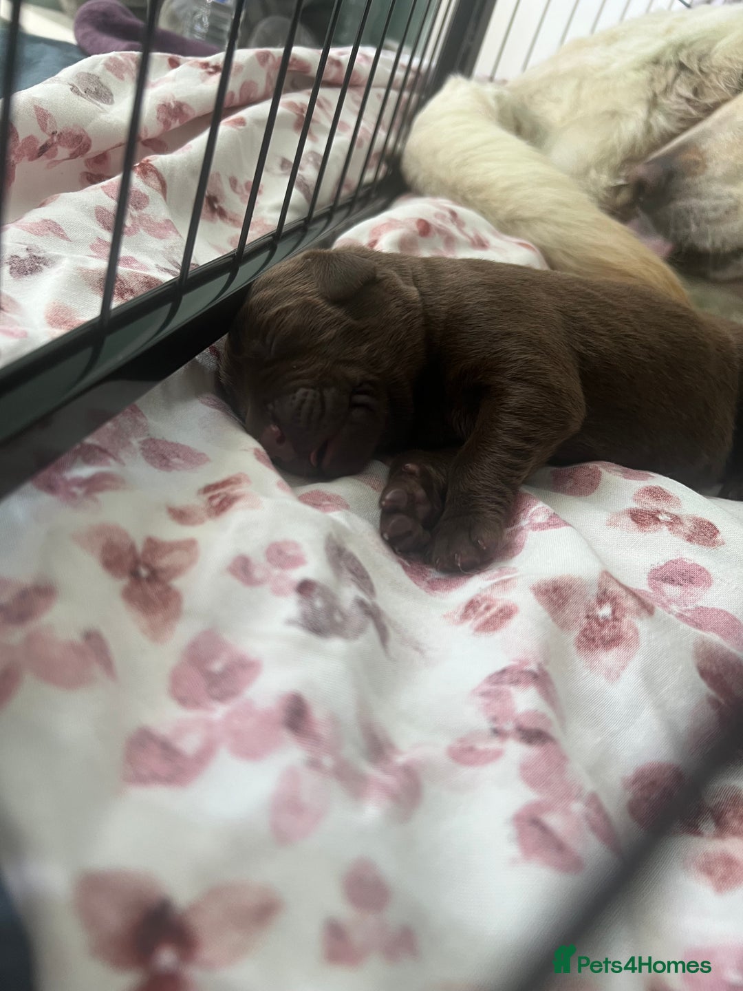 Labrador Retriever dogs for sale: Labrador Retriever puppies - Image 9