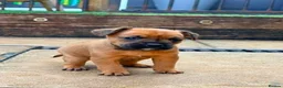 Mixed Breed dogs for sale: Frenchie x Yorkipoo Puppies  - Advert 13