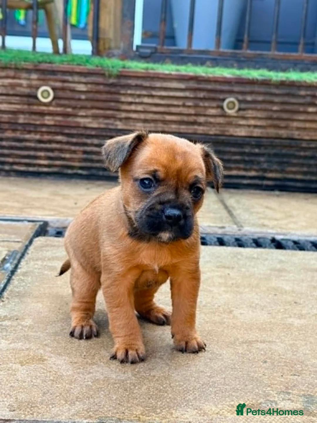 Mixed Breed dogs for sale: Frenchie x Yorkipoo Puppies  - Advert 13