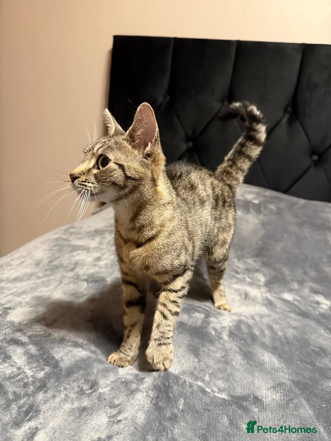Toyger cats for sale: Beautiful Female Tabby Cat – Loving & Playful - Advert 2