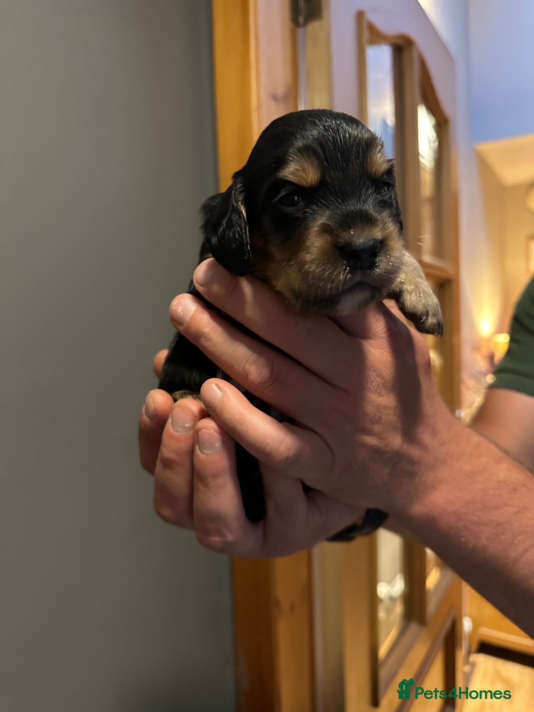 Cocker Spaniel dogs for sale: Kennel Club reg’d Cocker Puppies - Image 2