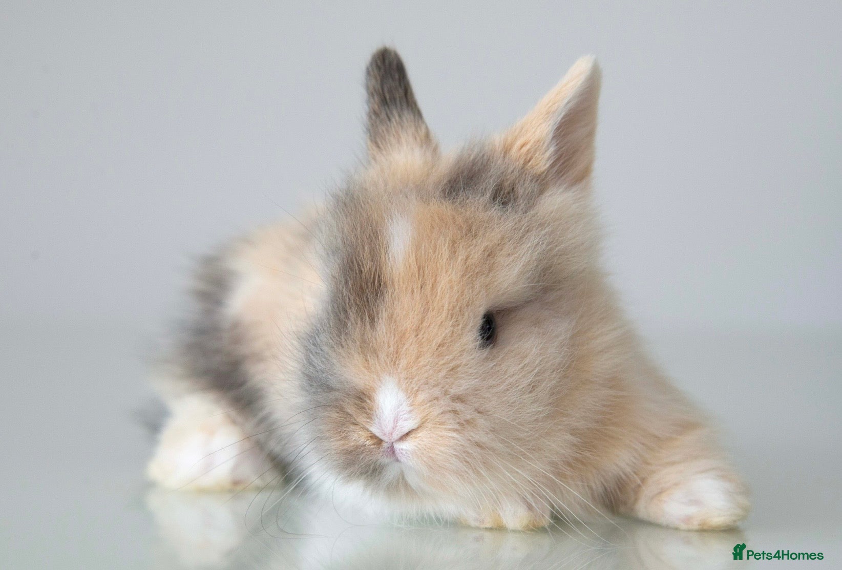 Lionhead rabbits Double-maned Lionhead Bunnies - Advert 15