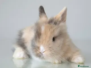 Lionhead rabbits Double-maned Lionhead Bunnies - Advert 3