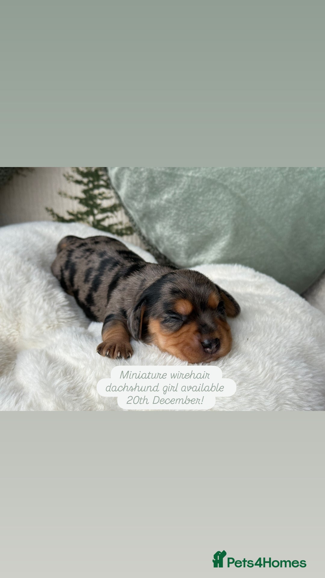 Miniature Dachshund dogs for sale: ✨Stunning kc minature wire haired dachshund✨  - Advert 4