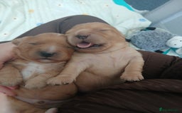Cavachon dogs for sale: 1 lovely boy left - Image 4