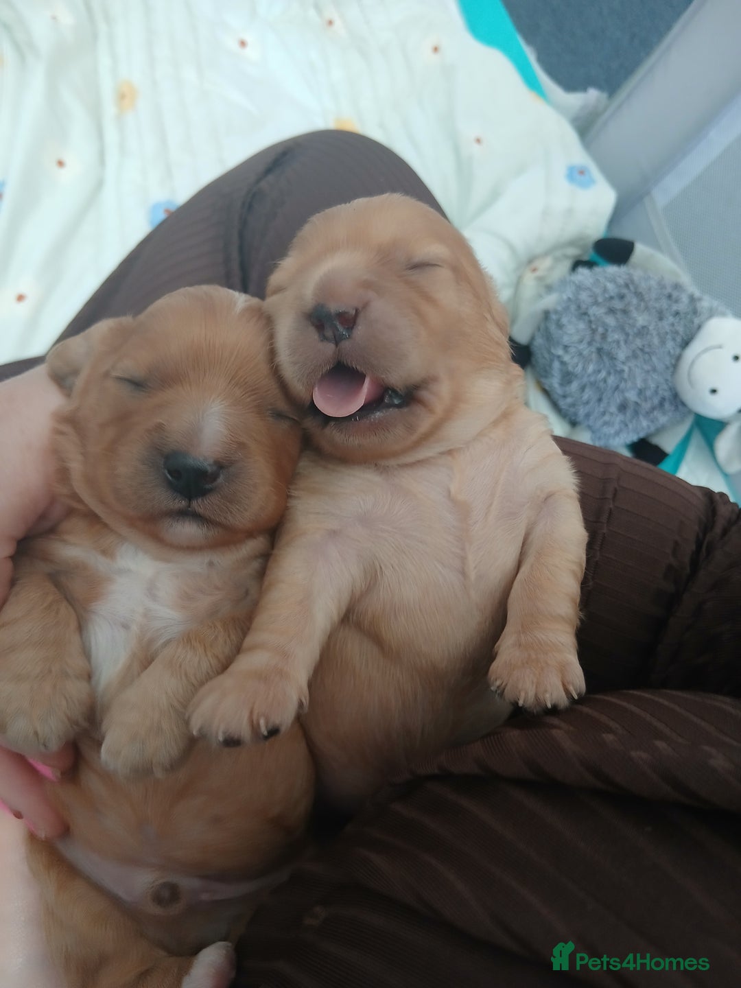 Cavachon dogs for sale: 1 lovely boy left - Image 4