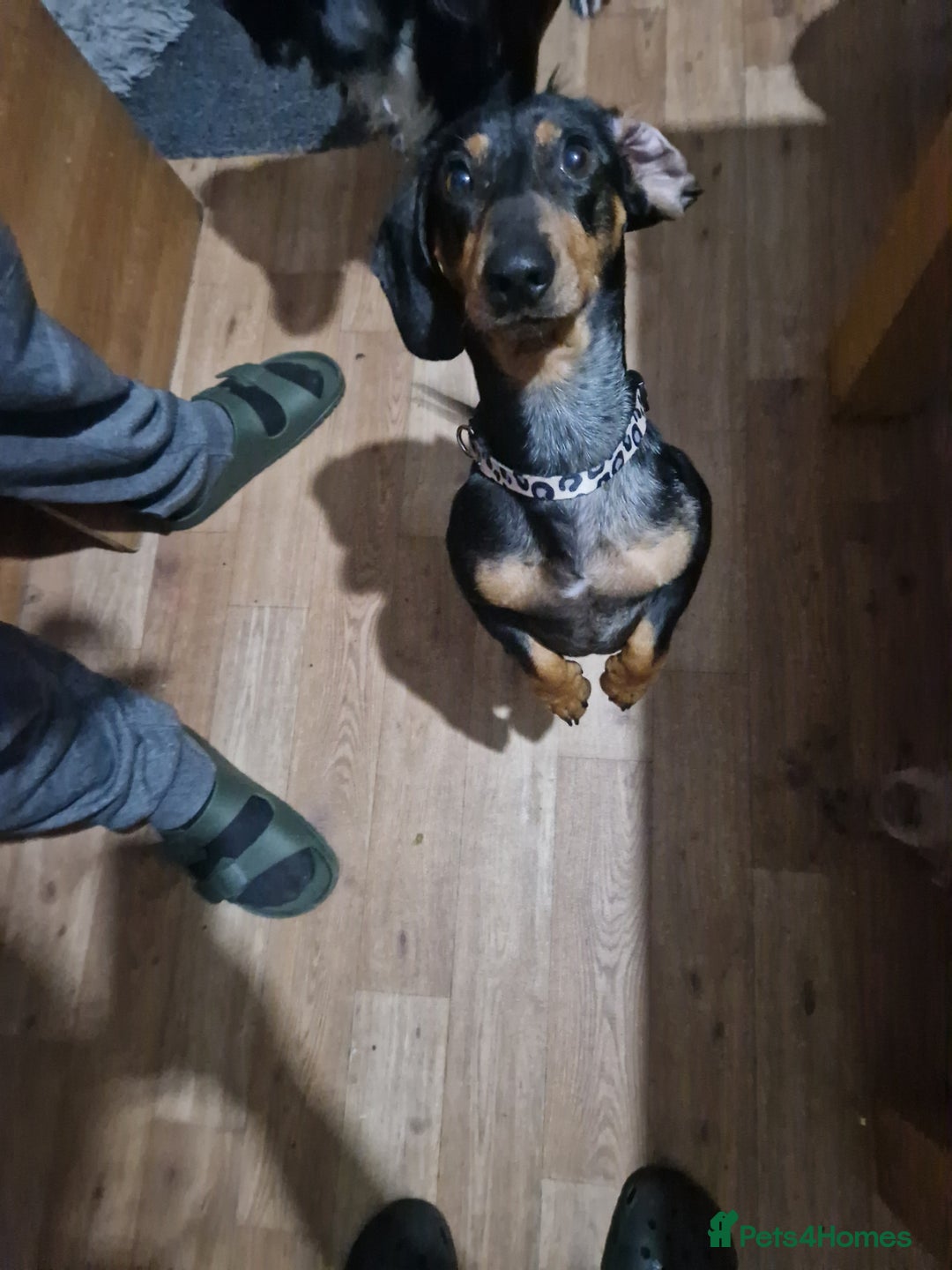 Miniature Dachshund dogs for sale: Beautiful Miniature dachshund  - Advert 3