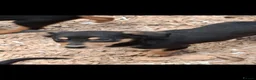 Australian Kelpie dogs for sale: Beautiful kelpie puppies for sale - Advert 18