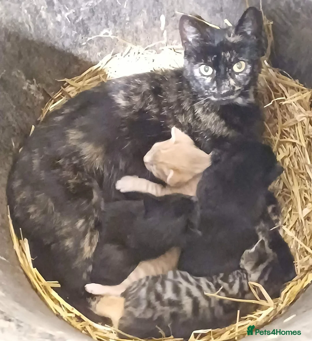 Domestic Shorthair cats for sale: Beautiful Kittens for sale - Advert 2