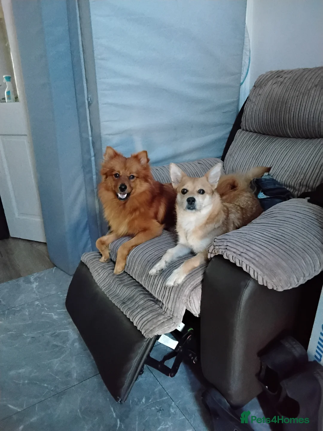 Mixed Breed dogs for sale: Pomchi / German spitz puppies 5 months  in Ashton-under-Lyne - Advert 2