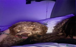 Cockapoo dogs for sale: Male cockapoo  - Image 4