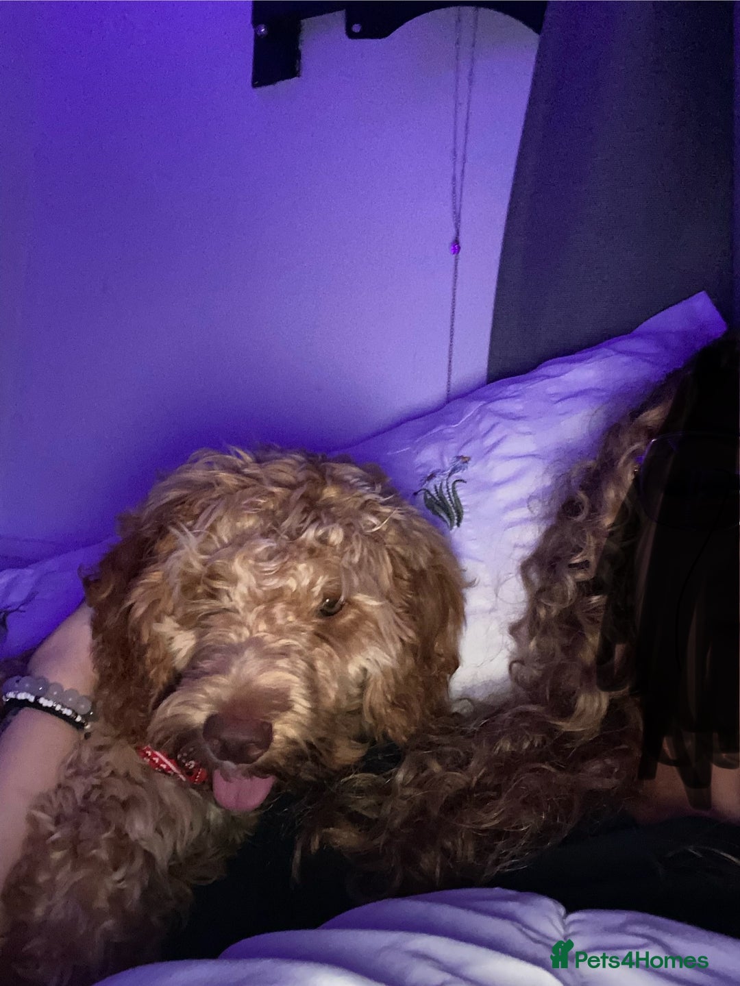 Cockapoo dogs for sale: Male cockapoo  - Image 4