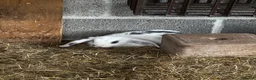 English Lop rabbits for sale: Pair of females bunnies.  - Advert 5