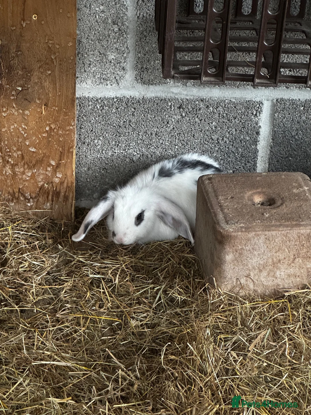 English Lop rabbits for sale: Pair of females bunnies.  - Advert 5