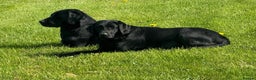 Labrador Retriever dogs for sale: Black Labrador Pups - Advert 3
