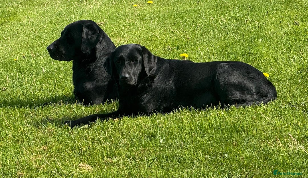 Labrador Retriever dogs for sale: Black Labrador Pups - Image 3