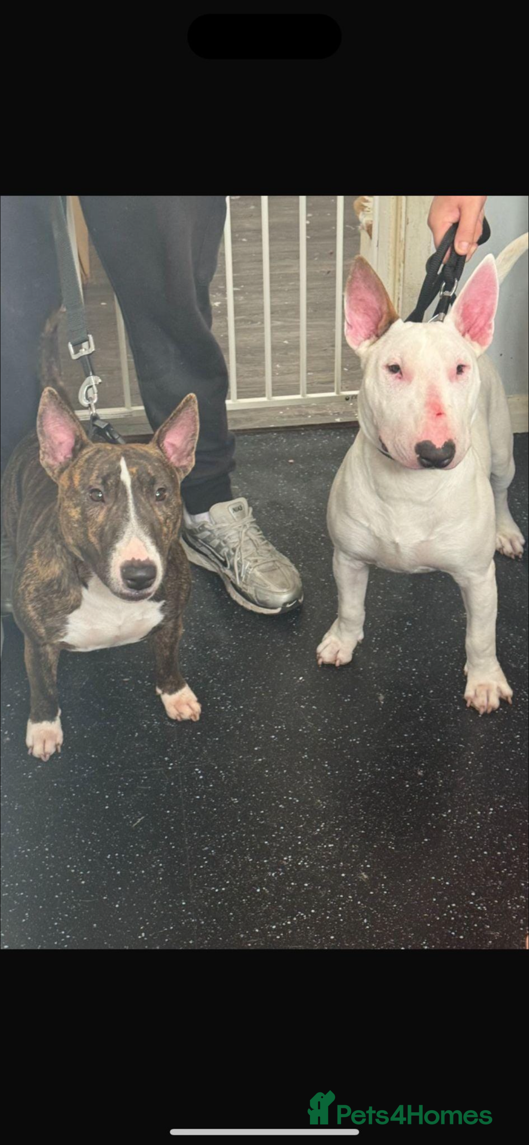 English Bull Terrier dogs for sale: Stunning KC miniature English bull terrier puppies - Advert 3